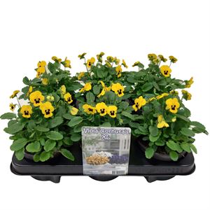 Bild von Viola P12 New Yellow blotch